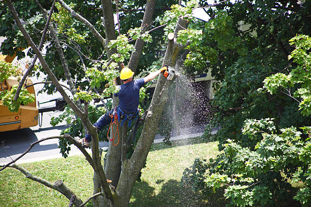 Professional Tree Removal Services in West Simsbury, CT